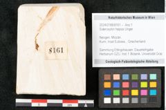 Foto (Objekt + Etikett) von Sideroxylon hepios Unger (NHMW-GEO-2024-0188-8161)